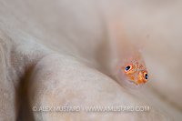 Goby On Coral. Indonesia