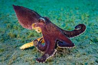 Octopus On The Move. Indonesia.