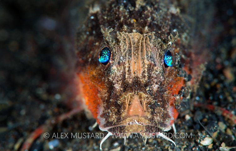 Blue Eyes. Indonesia