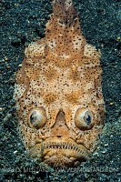 Stargazer Ambush. Indonesia