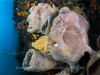 Land Of The Giants. Indonesia