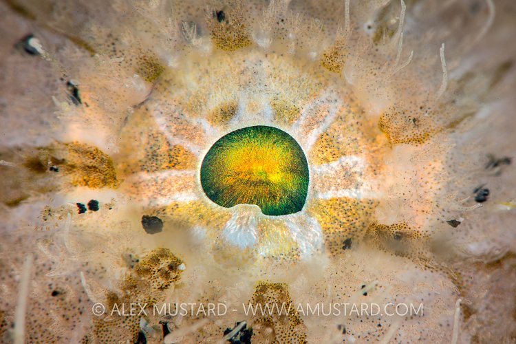 Frogfish Eye. Indonesia.