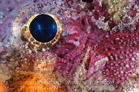 Painted Stingfish Eye. Indonesia