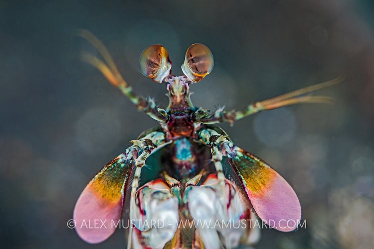 Mantis Portrait. Indonesia.
