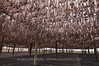 Drying Cod. Iceland