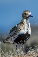 Golden Plover. Iceland.