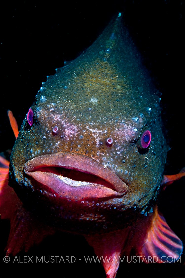 Lumpsucker, Iceland.