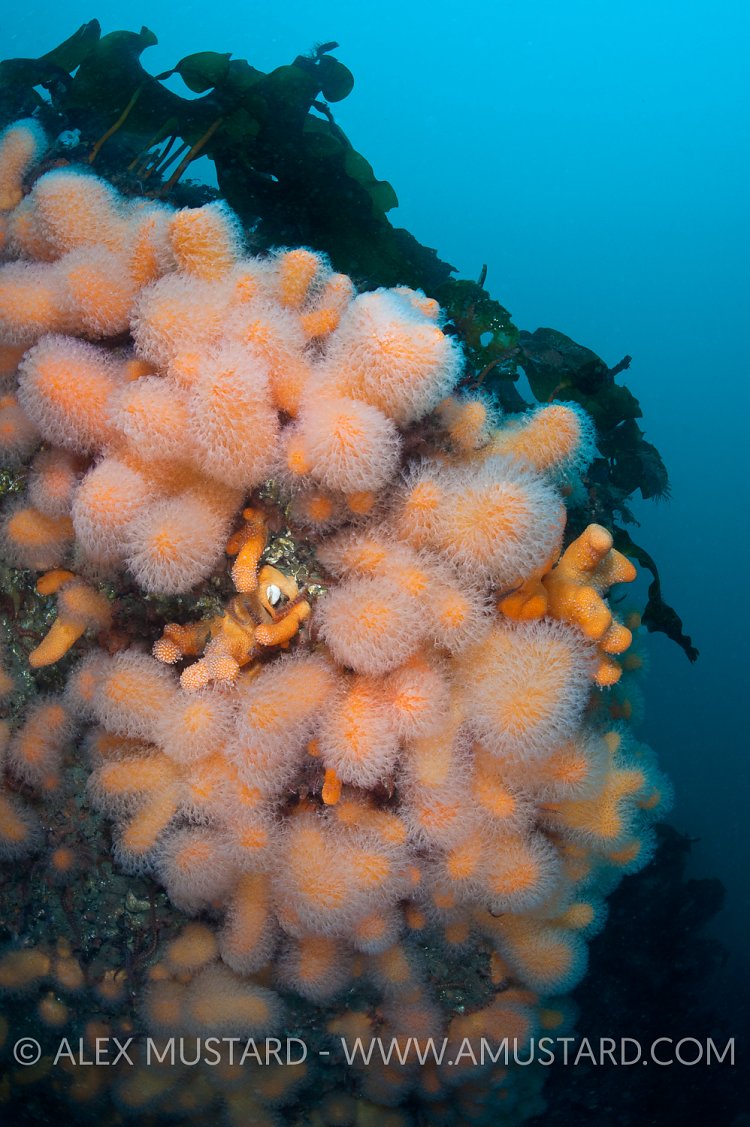 Deadman's fingers. Iceland