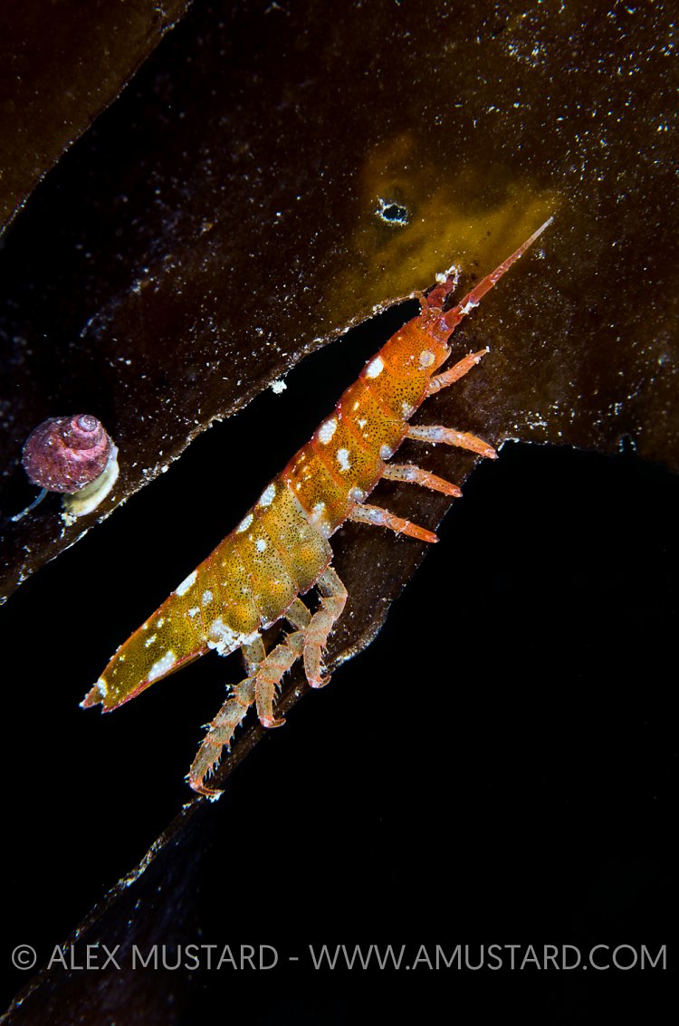 Isopod, Iceland.