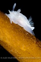 Nudibranch on kelp. Iceland