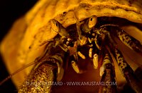 Golden Hermit. Iceland