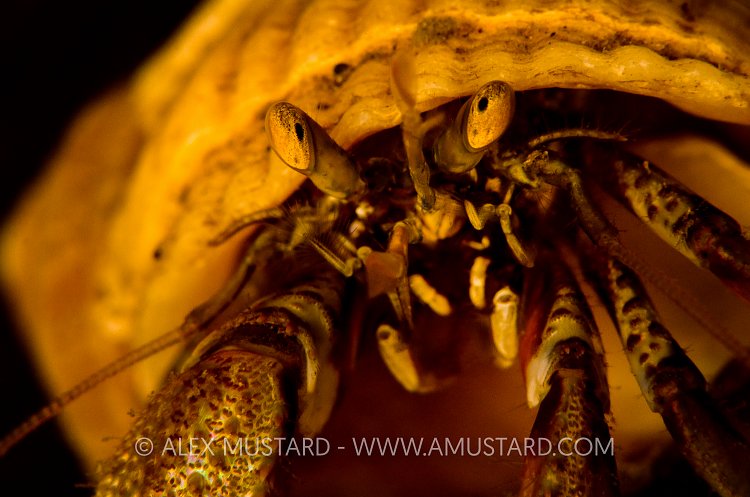 Golden Hermit. Iceland