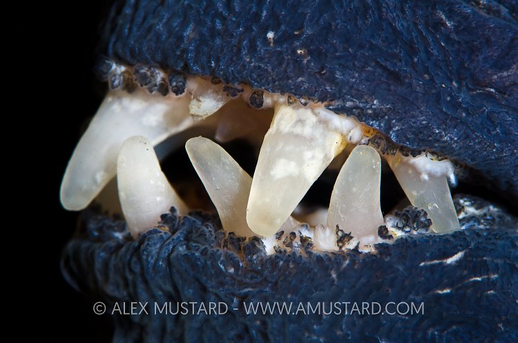 Wolf fish teeth. Iceland