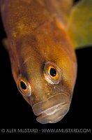 A butterfish (Pholis gunnellus) portrait. Gardur, south west Iceland. North Atlantic Ocean.