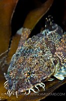 Pogge on kelp. Iceland