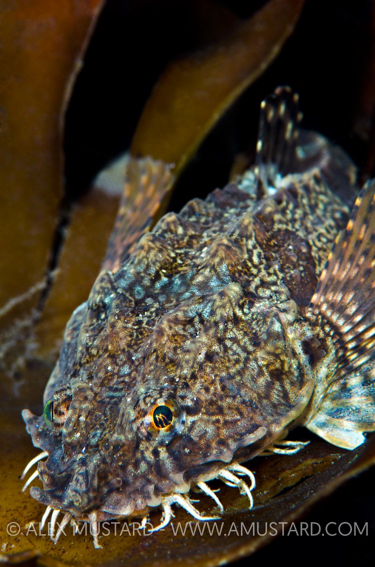 Pogge on kelp. Iceland