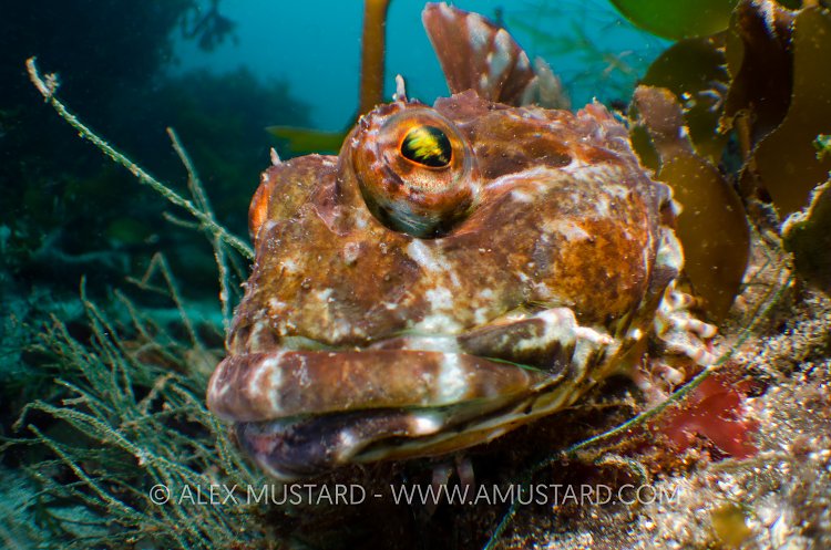 Scorpionfish. Iceland