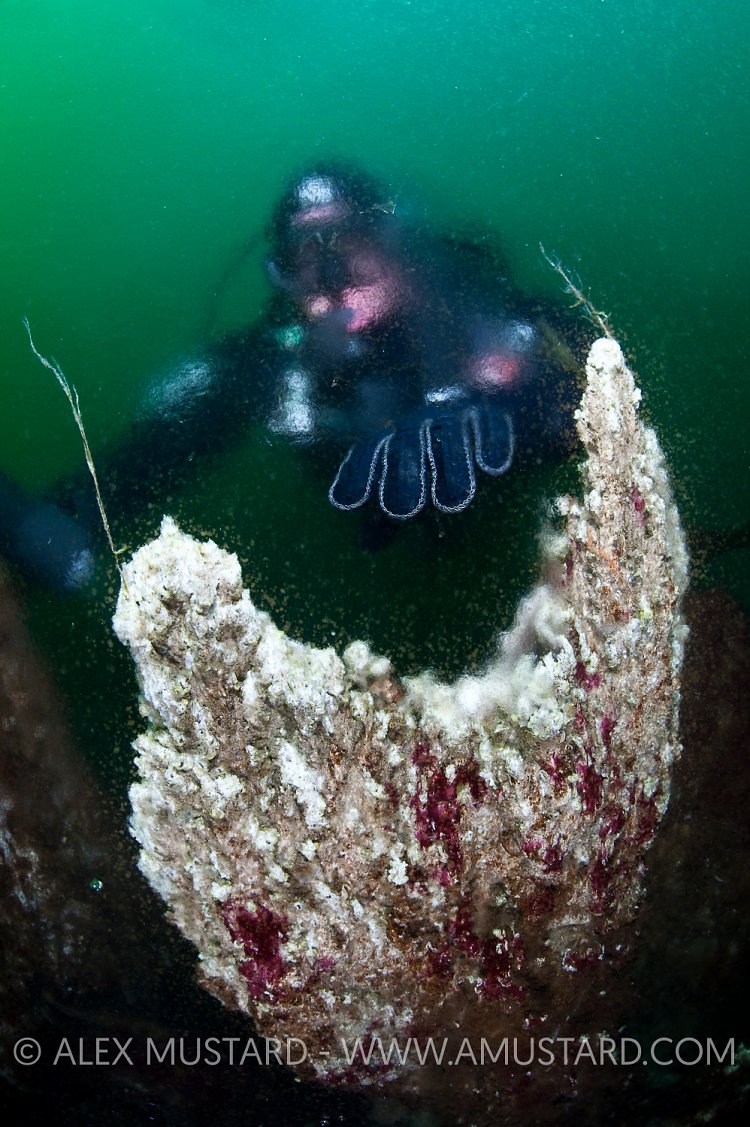 Diver and hydrothermal Chimney. Iceland.