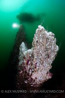 A diver and a hydrothermal chimney. Note that he is obscured by the different temperature waters (from the chimney and the surrounding water) which are unable to mix. The sea water was 4˚C and the chimney gives out water at close to 100˚C. The Arnarnes Strytur chimney, Eyjafjordur, Iceland. North Atlantic Ocean. Model released.