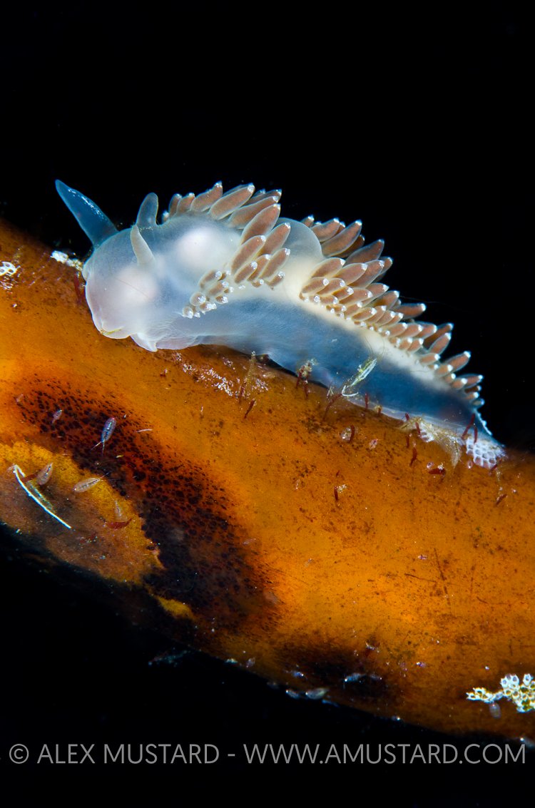 Nudibranch on kelp. Iceland