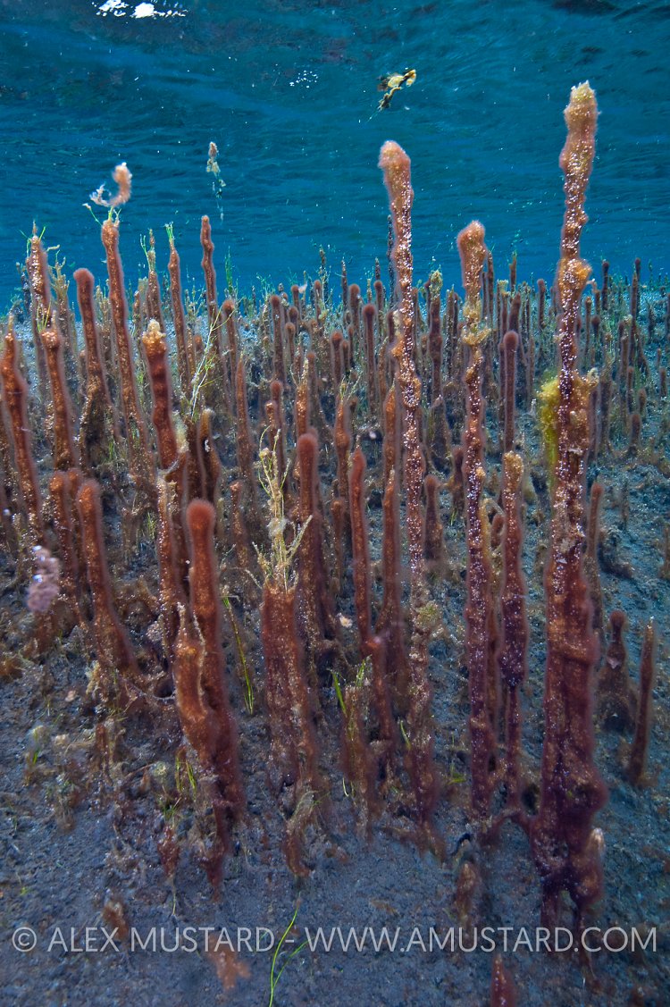 Strange Algae, Litlaa, Iceland.