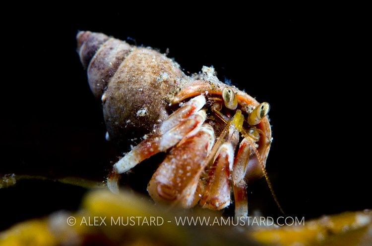 Young Hermit, Iceland
