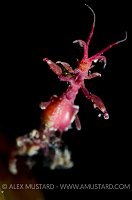 Skeleton Shrimp, Iceland.