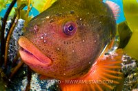 Lumpsucker face. Iceland