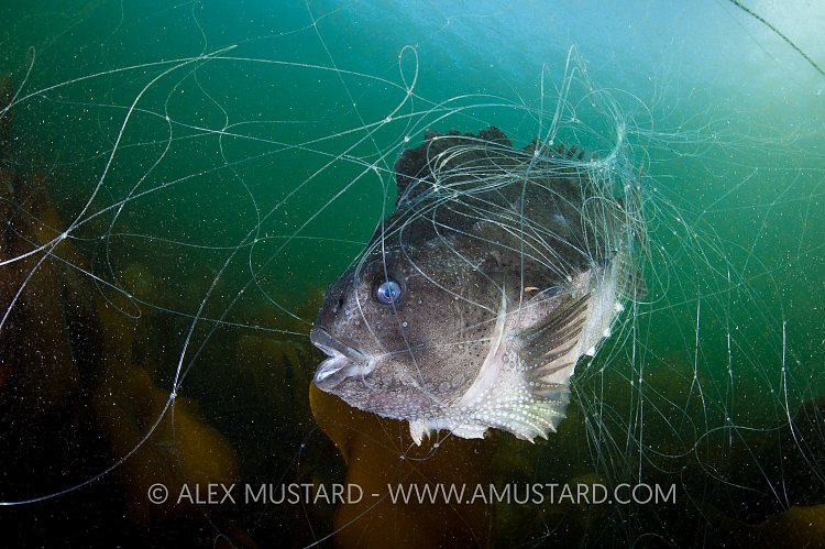 Female lumpsucker in net. Iceland.