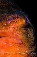 Lumpfish portrait. Iceland