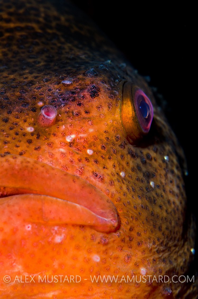 Lumpfish portrait. Iceland