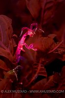 Pink skeleton shrimp. Iceland.