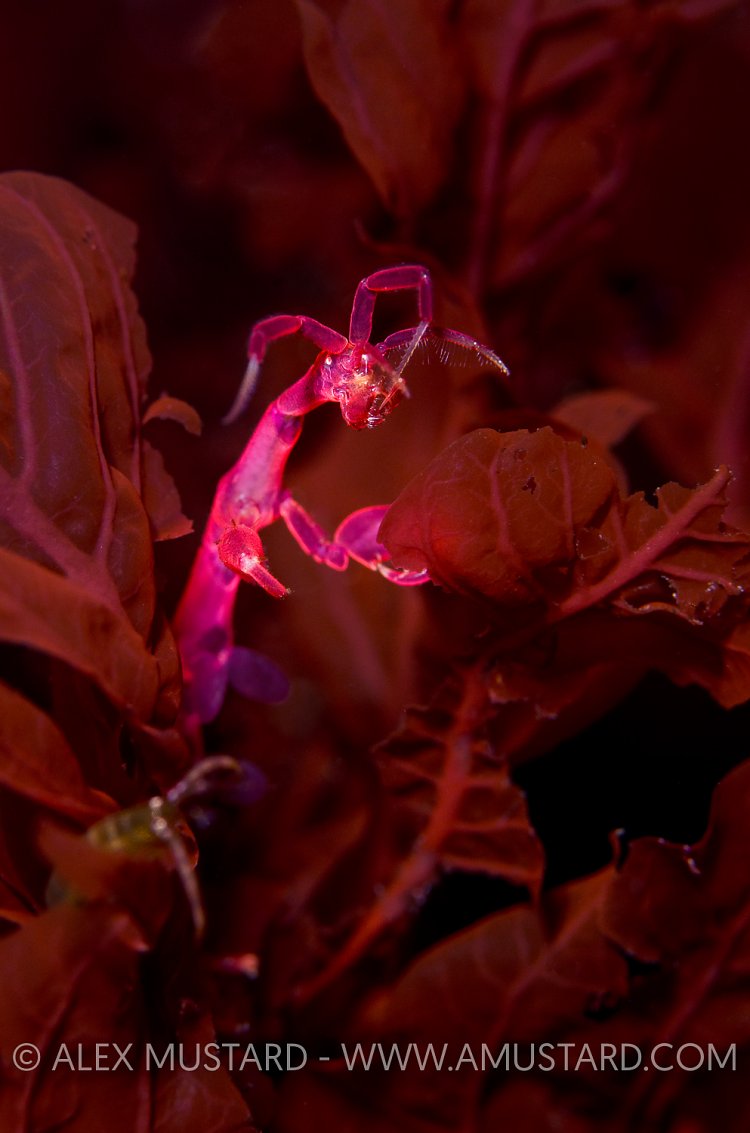 Pink skeleton shrimp. Iceland.