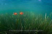 Fancy Goldfish. Iceland.