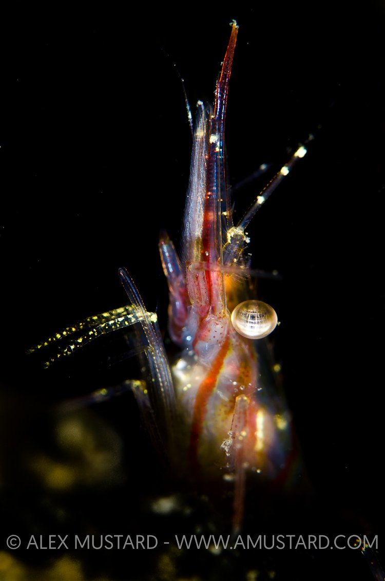 Northern Prawn. Eyjafjordur, Iceland