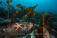 Iceland Underwater Scenic.