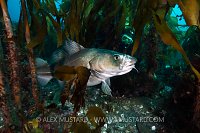 Large Cod And Diver. Iceland.