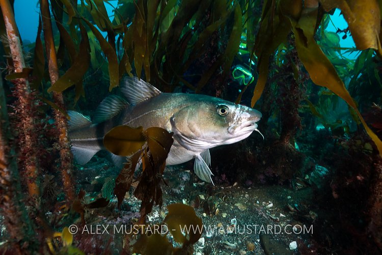 Large Cod And Diver. Iceland.