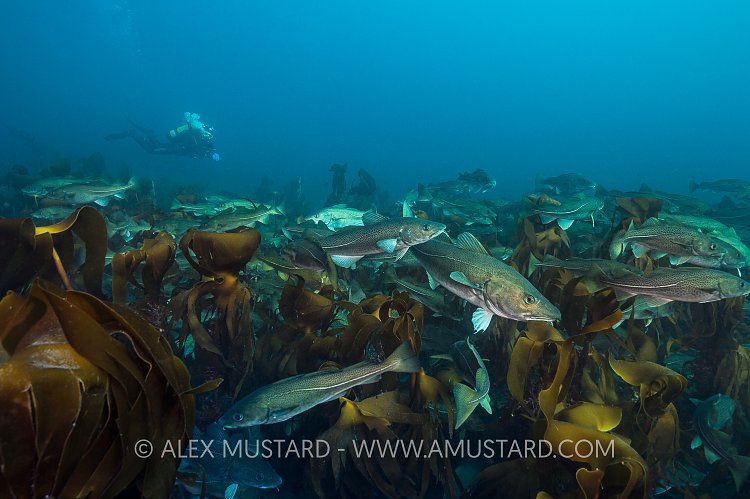 Cod Gathering With Diver. Iceland