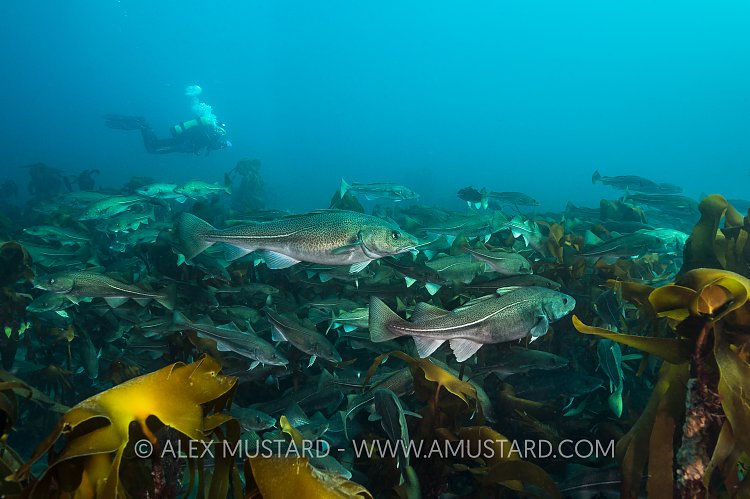 Cod Gathering With Diver. Iceland
