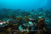 Cod Gathering With Diver. Iceland