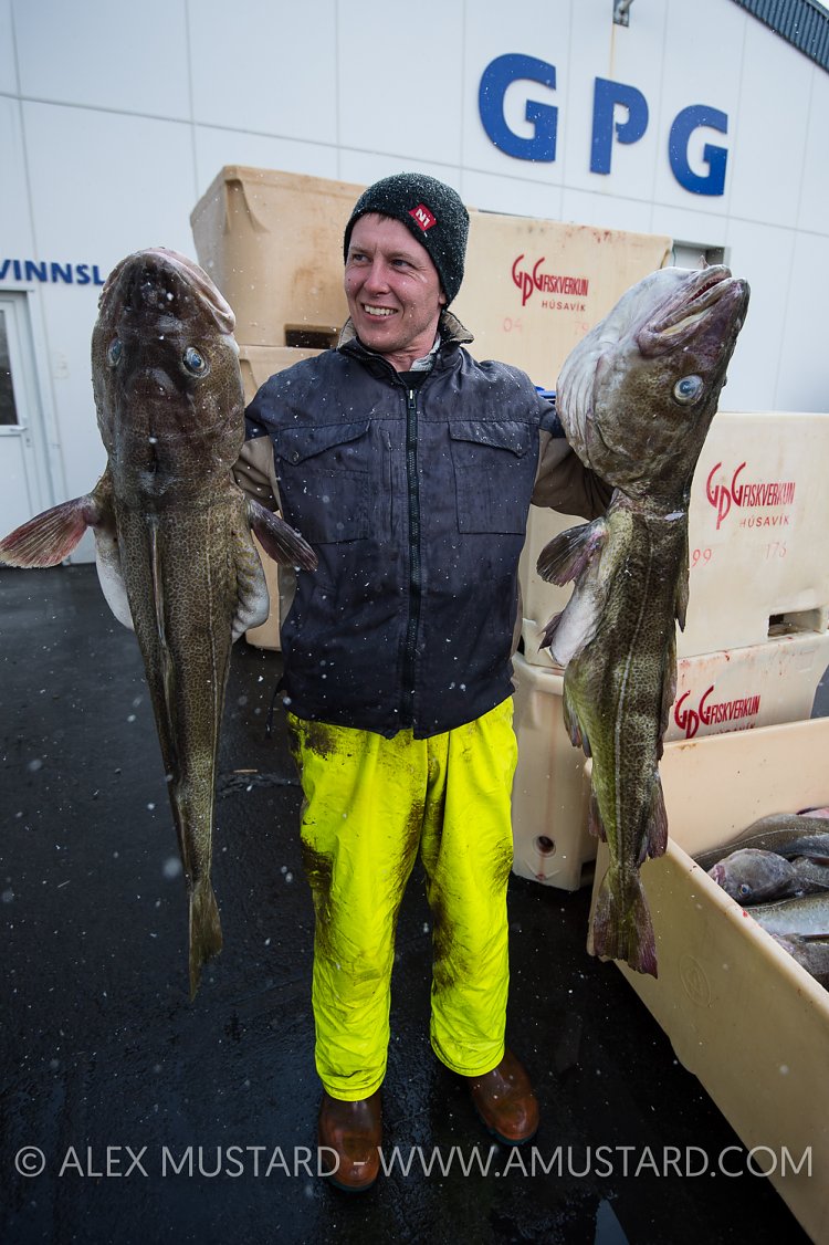 Cod Fisherman. Iceland