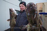 Cod Fisherman. Iceland