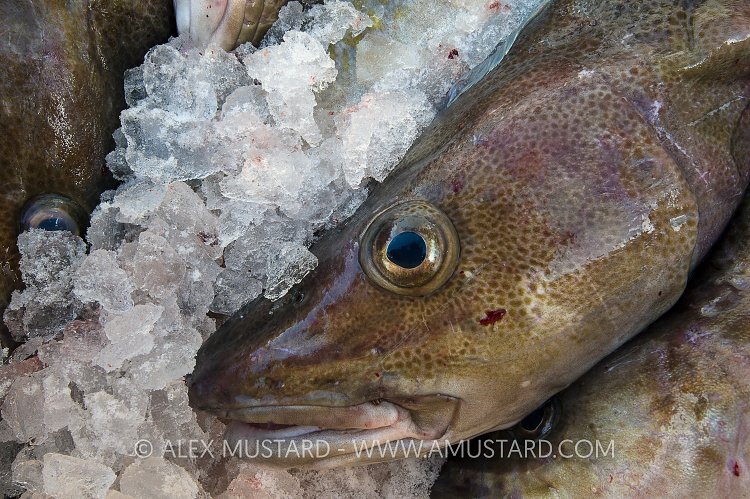 Cod On Ice. Iceland