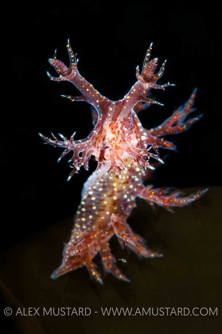Sealug With Antlers. Iceland