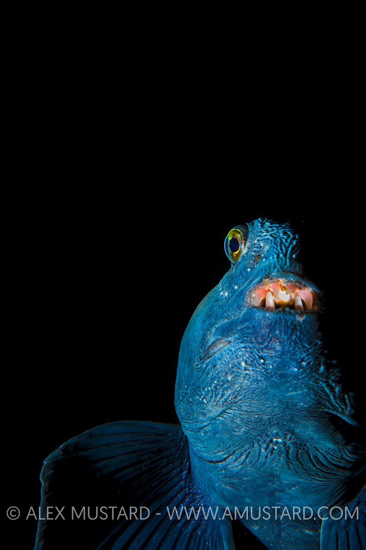 Wolfish Portrait. Iceland