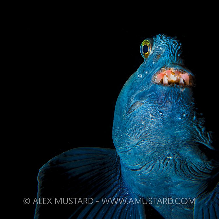 Wolfish Portrait. Iceland