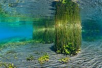 Aquatic Scene. Italy.