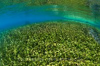 Aquatic Plants. Italy.