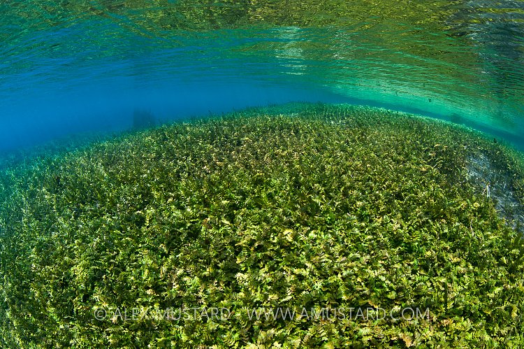 Aquatic Plants. Italy.
